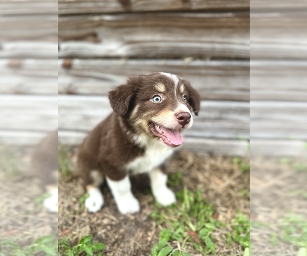 Medium Photo #2 Miniature Australian Shepherd Puppy For Sale in ORLANDO, FL, USA