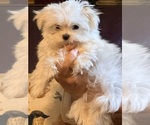 Small #2 Maltese