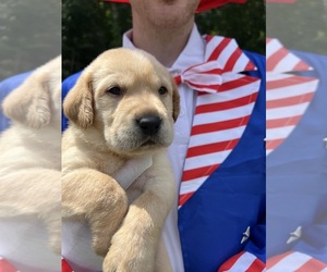 Labrador Retriever Puppy for sale in NEOLA, WV, USA