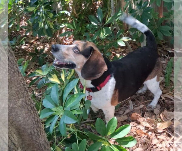 Medium Photo #22 Beagle Puppy For Sale in Dunnellon, FL, USA
