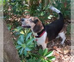 Small #21 Beagle