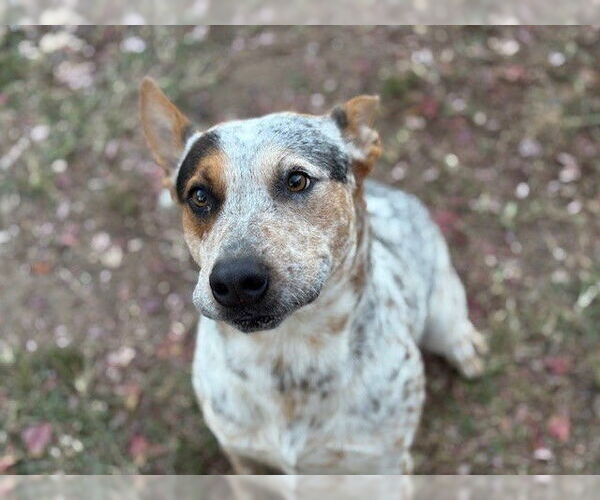 Medium Photo #1 Mutt Puppy For Sale in Tulsa, OK, USA