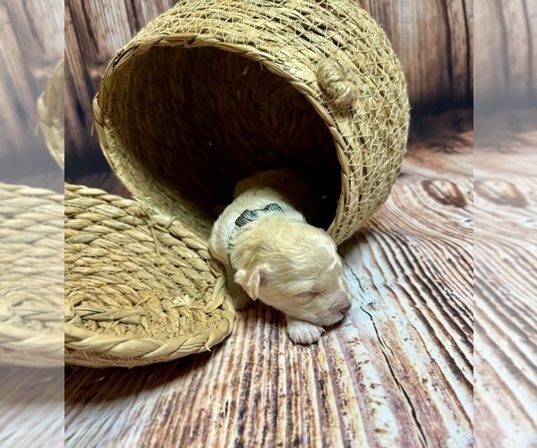Medium Photo #40 Goldendoodle (Miniature) Puppy For Sale in HALTOM CITY, TX, USA