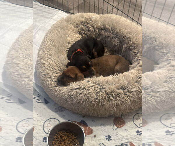 Medium Photo #4 Mutt Puppy For Sale in Holly Springs, NC, USA