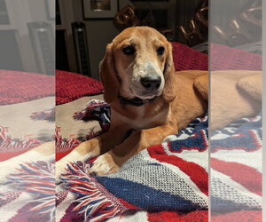 Labrador Retriever-Unknown Mix Dogs for adoption in Wakefield, RI, USA