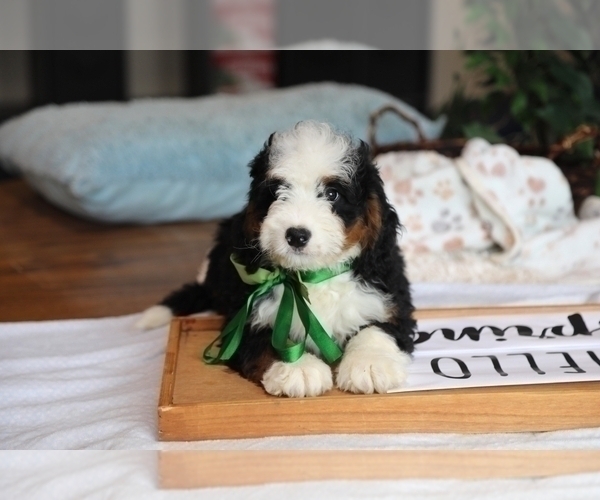Medium Photo #2 Bernedoodle (Miniature) Puppy For Sale in BILLERICA, MA, USA