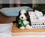 Small #1 Bernedoodle (Miniature)