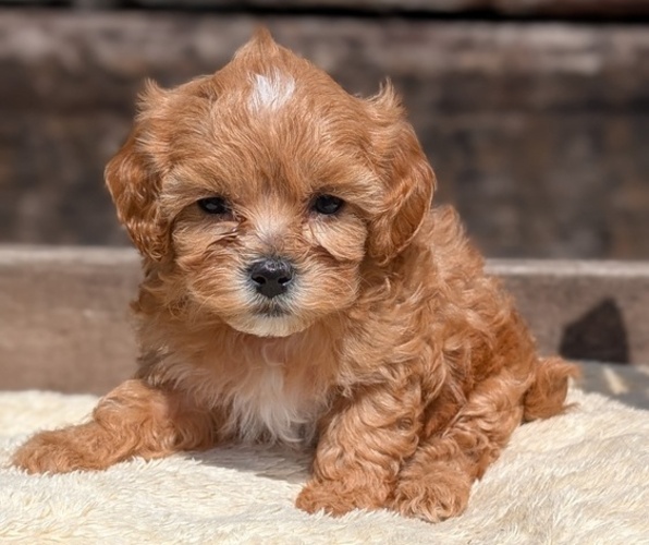Medium Photo #58 Cavapoo (Miniature) Puppy For Sale in GOSHEN, IN, USA