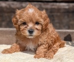 Small Photo #58 Cavapoo (Miniature) Puppy For Sale in GOSHEN, IN, USA