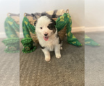 Puppy 3 Australian Shepherd