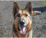 Brody - Male German Shepherd Dog Dog for Adoption - Small photo