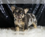 Small #2 French Bulldog