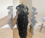 Small #1 Bernedoodle mix (+ Poodle Standard)
