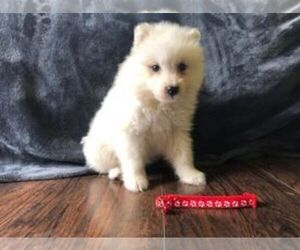 Samoyed Puppy for sale in FOUNTAIN, MI, USA