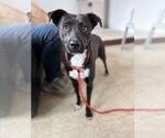 Small #4 Labrador Retriever Mix