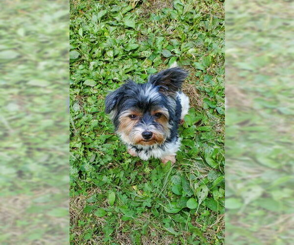 Medium Photo #2 Mutt Puppy For Sale in St. Louis Park, MN, USA