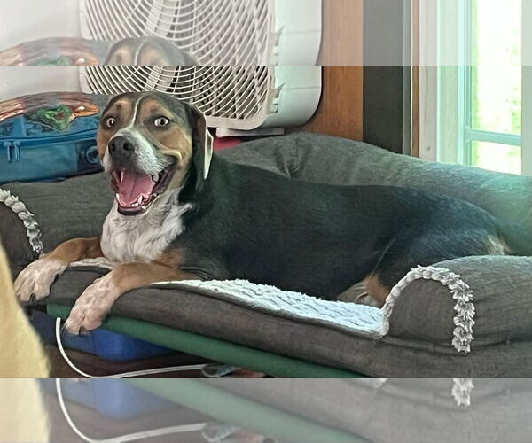 Medium Photo #2 Mountain Cur-Unknown Mix Puppy For Sale in Ridgefield, CT, USA