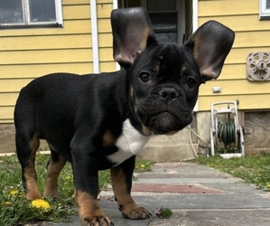 French Bulldog Puppy for sale in PHILLIPSBURG, NJ, USA