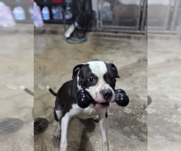 Medium Photo #7 American Pit Bull Terrier-Unknown Mix Puppy For Sale in Techny, IL, USA