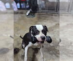 Small #6 American Pit Bull Terrier Mix
