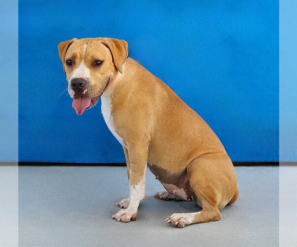 Medium Photo #2 Boxer Puppy For Sale in Pasadena, CA, USA