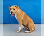 Small #1 Boxer