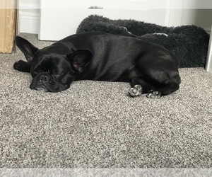 French Bulldog Puppy for sale in ORLANDO, FL, USA