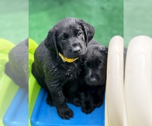 Labrador Retriever Puppy for Sale in LISBON, Connecticut USA