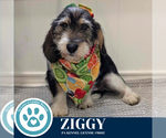 Small #2 Basset Hound Mix