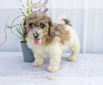 Puppy Cosmo Poodle (Miniature)