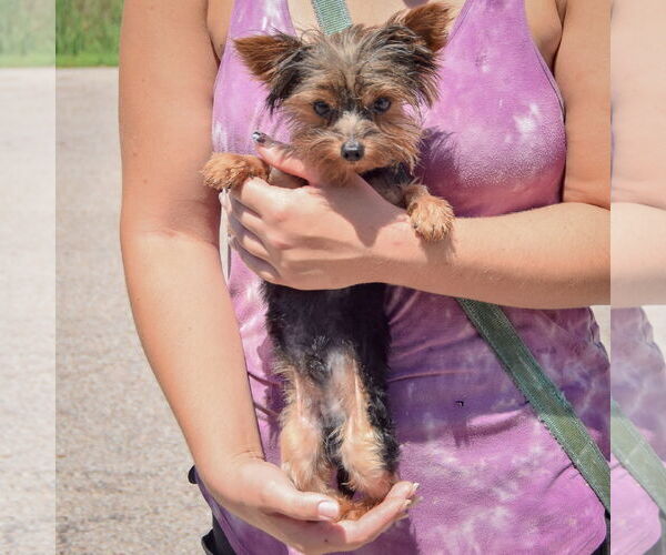Medium Photo #3 Mutt Puppy For Sale in Huntley, IL, USA