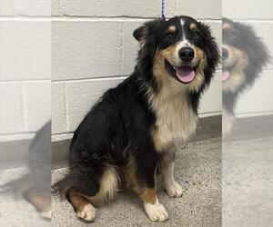 Australian Shepherd Dogs for adoption in Jackson, CA, USA