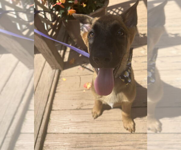 Medium Photo #3 German Shepherd Dog-Unknown Mix Puppy For Sale in Imlay City, MI, USA