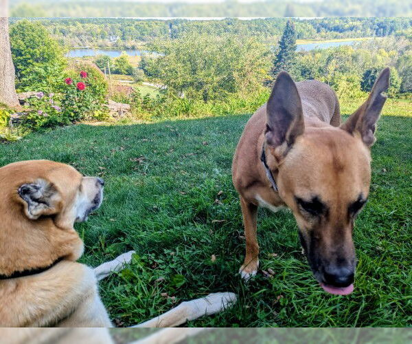 Medium Photo #15 Black Mouth Cur-Unknown Mix Puppy For Sale in Sebec, ME, USA