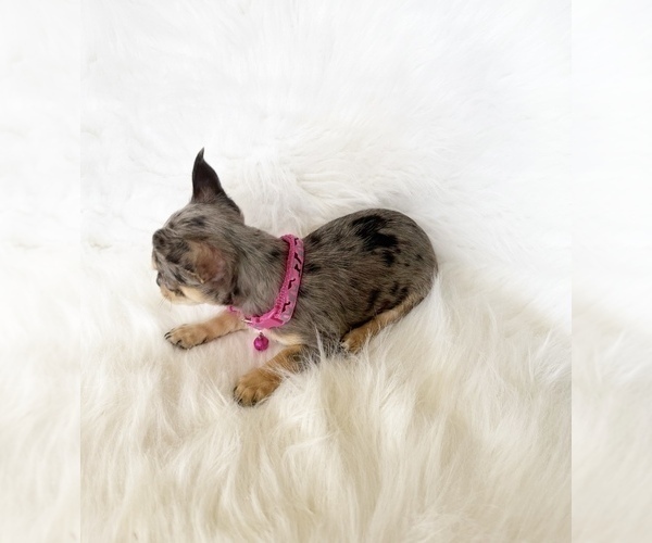 Medium Photo #11 Chihuahua Puppy For Sale in SACRAMENTO, CA, USA