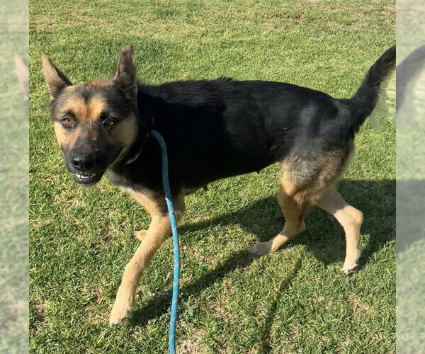 Medium Photo #2 German Shepherd Dog-Unknown Mix Puppy For Sale in Riverside, CA, USA