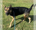 Small #1 German Shepherd Dog Mix