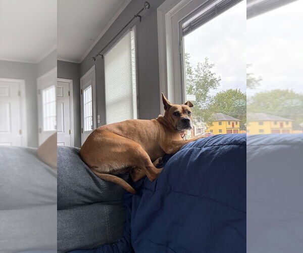 Medium Photo #4 American Staffordshire Terrier-Unknown Mix Puppy For Sale in Shermans Dale, PA, USA