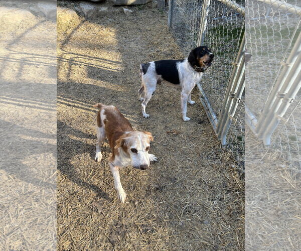 Medium Photo #5 Brittany Puppy For Sale in Curwensville, PA, USA