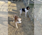 Small Photo #5 Brittany Puppy For Sale in Curwensville, PA, USA