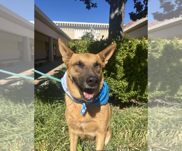 Medium Photo #4 Mutt Puppy For Sale in Fresno, CA, USA