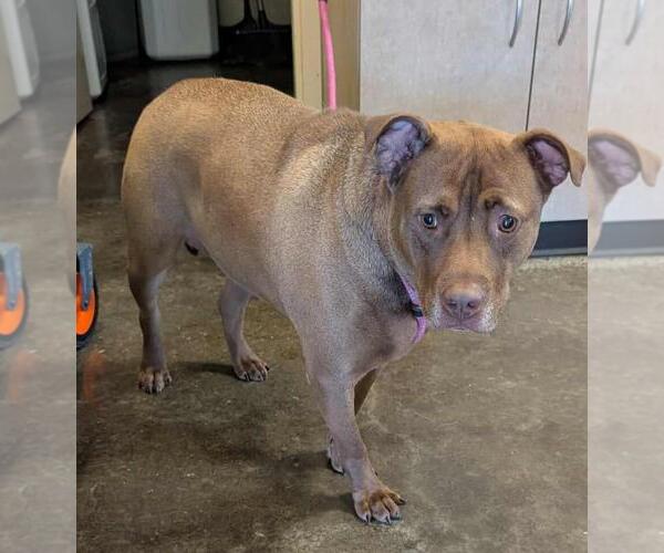 Medium Photo #2 American Pit Bull Terrier-Labrador Retriever Mix Puppy For Sale in Rockwall, TX, USA