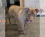 Small #1 American Pit Bull Terrier-Labrador Retriever Mix
