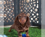 Small #4 Dachshund