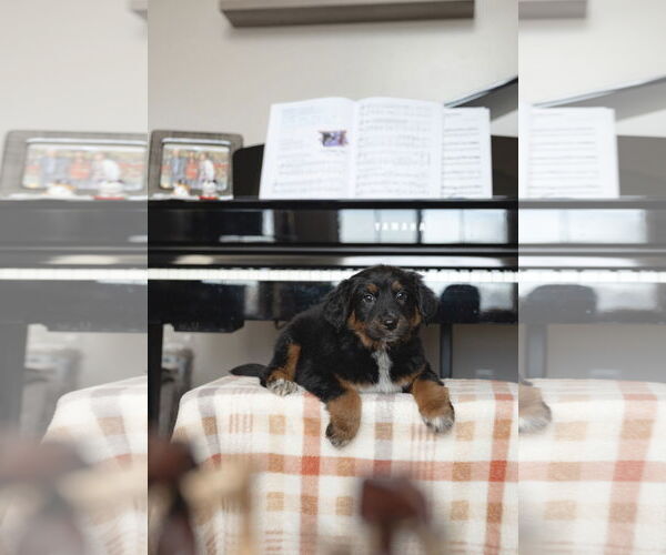 Medium Photo #7 Collie-Unknown Mix Puppy For Sale in Sandy, UT, USA