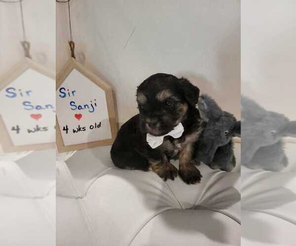 Medium Photo #2 Chorkie Puppy For Sale in DESOTO, TX, USA
