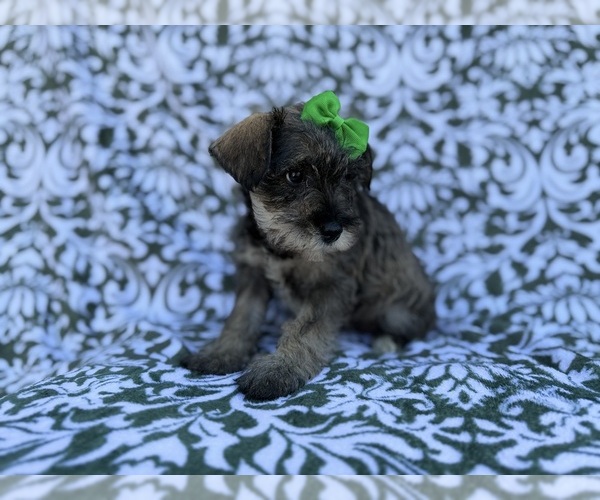 Medium Photo #2 Schnauzer (Miniature) Puppy For Sale in LAKELAND, FL, USA