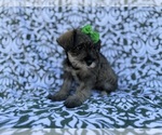 Small #1 Schnauzer (Miniature)