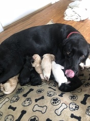 Mother of the Labrador Retriever puppies born on 08/15/2018