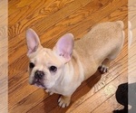 Small Photo #18 French Bulldog Puppy For Sale in LEES SUMMIT, MO, USA
